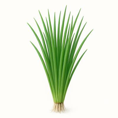 CEBOLLA HOJA  